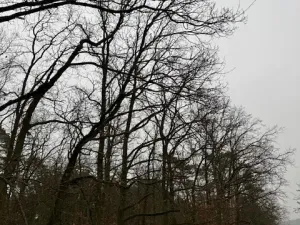 Prodej lesa, Libotenice, 63021 m2