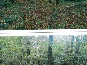 Prodej lesa, Okrouhlá Radouň, 2772 m2