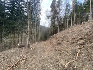 Prodej lesa, Zborov, 9290 m2