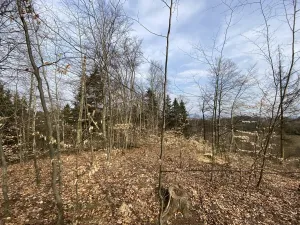 Prodej lesa, Zborov, 9290 m2