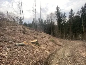 Prodej lesa, Zborov, 9290 m2