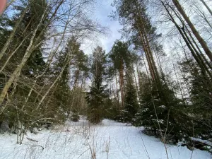 Prodej pozemku, Volfířov - Brandlín, 5958 m2