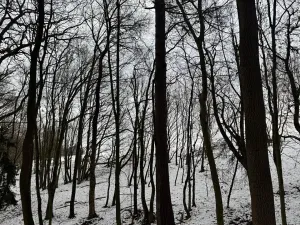 Prodej lesa, Vyškov, 1783 m2