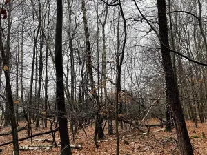 Prodej lesa, Velká Polom, 3342 m2