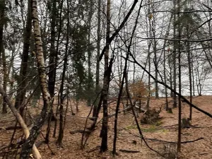 Prodej lesa, Velká Polom, 3342 m2