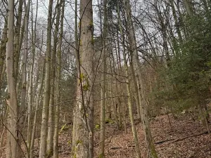 Prodej lesa, Huslenky, 16650 m2