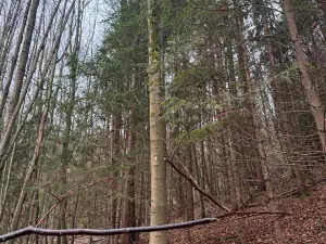 Prodej lesa, Huslenky, 16650 m2