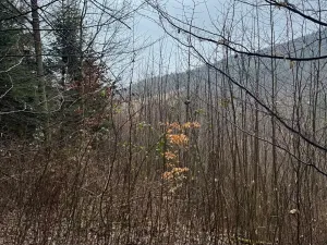 Prodej lesa, Huslenky, 29988 m2