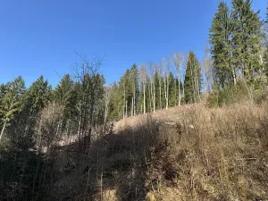 Prodej lesa, Plavy, 32050 m2