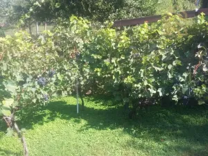 Prodej rodinného domu, Velké Žernoseky, 235 m2