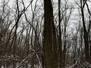 Prodej podílu lesa, Nikolčice, 3584 m2