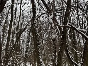 Prodej podílu lesa, Nikolčice, 3584 m2