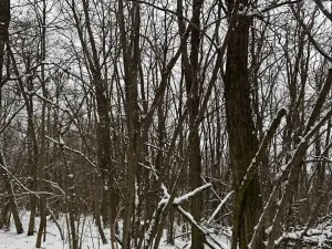 Prodej podílu lesa, Nikolčice, 3584 m2