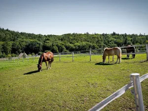 Prodej chaty, Praha - Přední Kopanina, Preláta, 26 m2