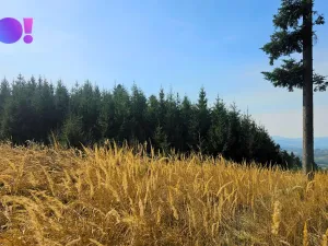 Prodej lesa, Jasenná, 58310 m2