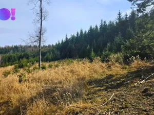 Prodej lesa, Jasenná, 58310 m2