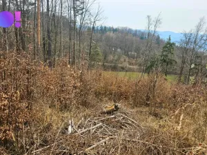Prodej lesa, Jasenná, 58310 m2