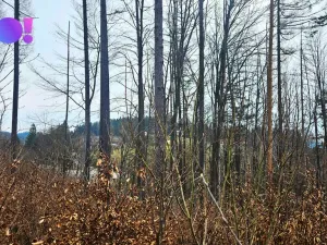 Prodej lesa, Jasenná, 58310 m2