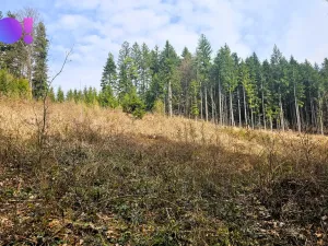 Prodej lesa, Jasenná, 58310 m2