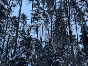 Prodej lesa, Dolní Bousov, 59634 m2