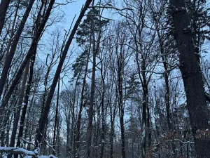 Prodej lesa, Dolní Bousov, 59634 m2