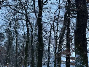 Prodej lesa, Dolní Bousov, 59634 m2