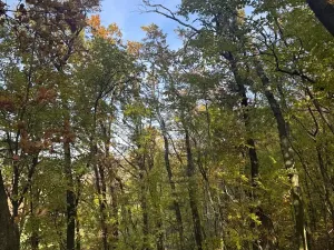 Prodej lesa, Jeníkovice, 12606 m2