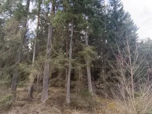 Prodej lesa, Srubec, Ledenická-Škarda, 18018 m2
