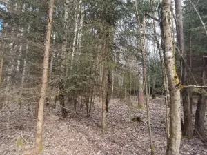 Prodej lesa, Srubec, Ledenická-Škarda, 18018 m2