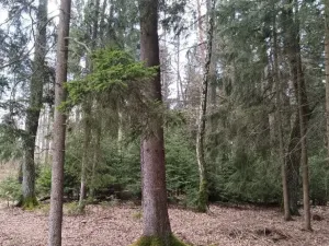 Prodej lesa, Srubec, Ledenická-Škarda, 18018 m2