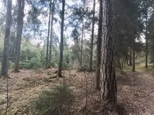 Prodej lesa, Srubec, Ledenická-Škarda, 13783 m2