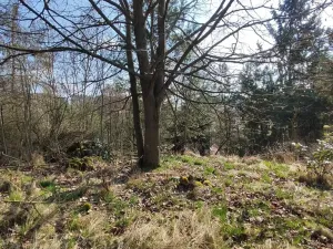 Prodej chalupy, Jickovice, 70 m2