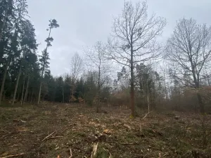 Prodej lesa, Blížejov - Lštění, 6627 m2