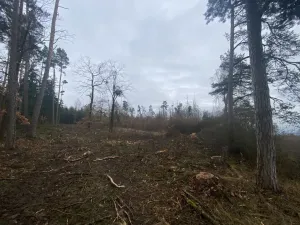 Prodej lesa, Blížejov - Lštění, 6627 m2