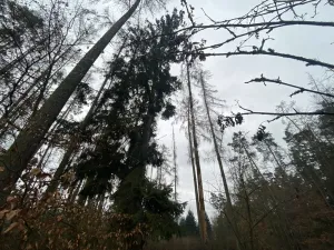 Prodej lesa, Blížejov - Lštění, 4624 m2