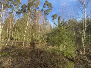 Prodej lesa, Veliny, 4968 m2