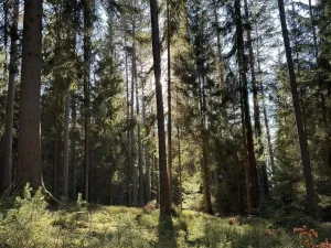 Prodej pozemku pro bydlení, Lipno nad Vltavou, 1020 m2