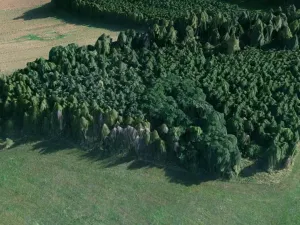 Prodej lesa, Čepřovice, 1644 m2