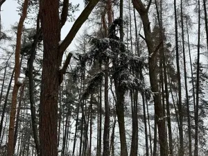 Prodej lesa, Prokopov, 2228 m2