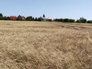 Prodej pozemku pro bydlení, Beňov, 5182 m2