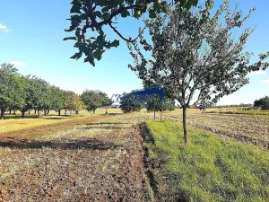 Prodej zahrady, Starovice, 1158 m2