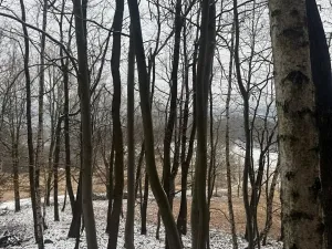 Prodej lesa, Vlčková, 3331 m2