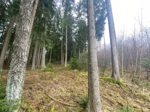 Prodej lesa, Kolinec - Buršice, 1299 m2
