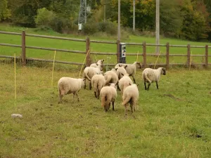 Prodej - jiné, Heřmaničky, 50 m2