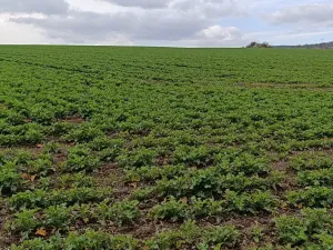 Prodej zahrady, Uherský Brod, 899 m2