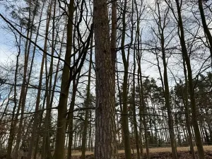 Prodej lesa, Klatovy, 8497 m2