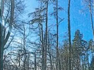 Prodej lesa, Neurazy, 727 m2