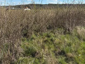 Prodej pole, Dolní Bousov, 11084 m2