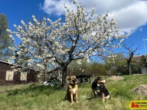 Prodej zahrady, Ostopovice, 409 m2