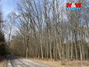 Prodej lesa, Košťálov - Kundratice, 11072 m2